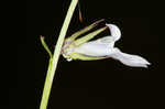 Pale lobelia